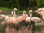 FZ029797 Chilean flamingos (Phoenicopterus chilensis).jpg